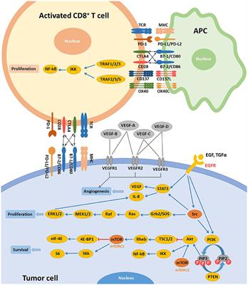 Progresses and Perspectives of Anti-PD-1/PD-L1 Antibody Therapy in Head and Neck Cancers